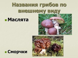 Происхождение названий грибов - Почему не иначе?, слайд 8