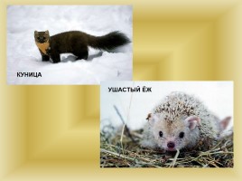 Животный и растительный мир Саратовской области, слайд 12