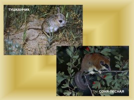 Животный и растительный мир Саратовской области, слайд 15