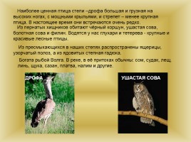 Животный и растительный мир Саратовской области, слайд 18