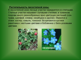 Животный и растительный мир Саратовской области, слайд 5