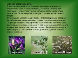 Животный и растительный мир Саратовской области, слайд 7