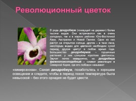 Семейство орхидейные, слайд 3