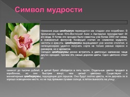 Семейство орхидейные, слайд 4