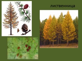 Урок окружающего мира 3 класс «Смешанные леса России», слайд 14