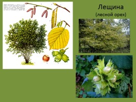 Урок окружающего мира 3 класс «Смешанные леса России», слайд 16