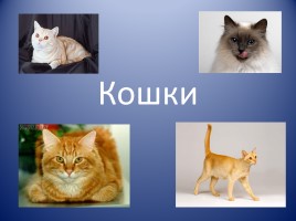 Кошки, слайд 1