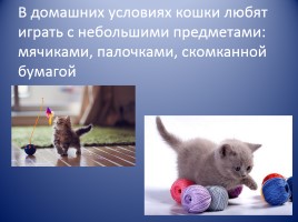Кошки, слайд 12