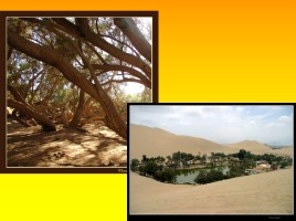 Животный и растительный мир пустыни, слайд 40