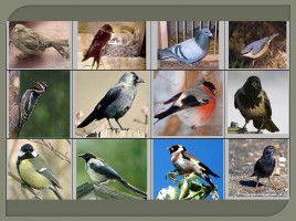 Урок по математике 3 класс «Зимующие птицы», слайд 9