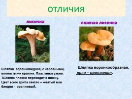 Ядовитые и съедобные грибы, слайд 12