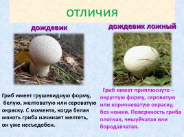 Ядовитые и съедобные грибы, слайд 13