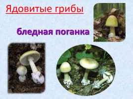 Ядовитые и съедобные грибы, слайд 14
