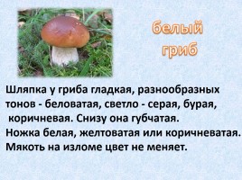 Ядовитые и съедобные грибы, слайд 8