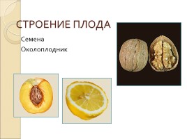 Плоды - Классификация плодов, слайд 3