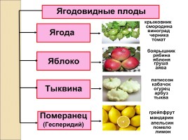 Плоды - Классификация плодов, слайд 7