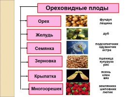 Плоды - Классификация плодов, слайд 9
