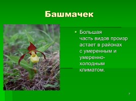 Растения Красной книги, слайд 7