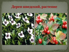 Самые распространённые растения Мурманской области, слайд 11