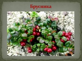 Самые распространённые растения Мурманской области, слайд 15