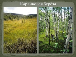 Самые распространённые растения Мурманской области, слайд 4