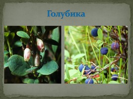 Самые распространённые растения Мурманской области, слайд 6