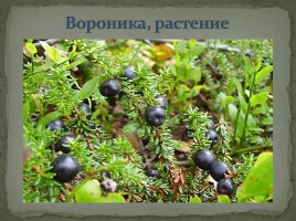 Самые распространённые растения Мурманской области, слайд 9