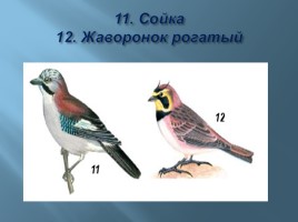 Животный мир Мурманской области, слайд 15