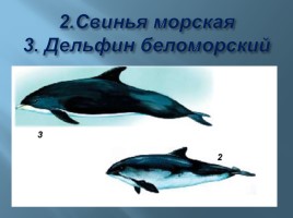 Животный мир Мурманской области, слайд 4