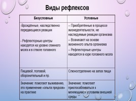 Нервная система, слайд 10