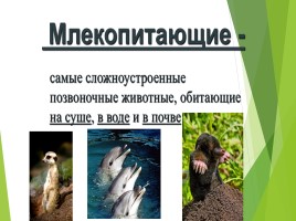 Млекопитающие (звери), слайд 2