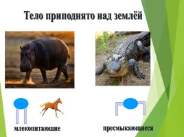 Млекопитающие (звери), слайд 4