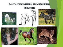 Млекопитающие (звери), слайд 9