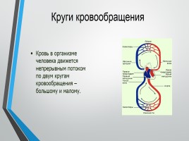 Строение человека - Система кровообращения, слайд 11