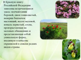 Проект «Заповедные зоны Саратовской области», слайд 11