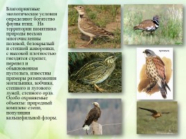 Проект «Заповедные зоны Саратовской области», слайд 16
