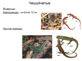Класс Пресмыкающиеся «Рептилии», слайд 11