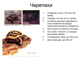 Класс Пресмыкающиеся «Рептилии», слайд 2