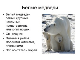 Звери-млекопитающие, слайд 4