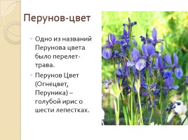 Волшебные травы и цветы, слайд 19