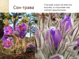 Волшебные травы и цветы, слайд 26