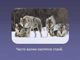 Дикие животные «Волк», слайд 6