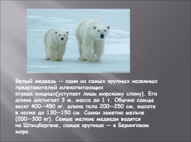 Белый медведь, слайд 2