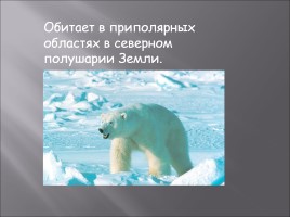 Белый медведь, слайд 3