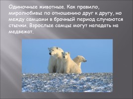 Белый медведь, слайд 4