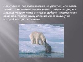 Белый медведь, слайд 6