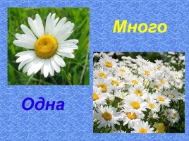 Математика 1 класс «Один - Много», слайд 5