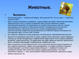 Проект «Животные и растения Кировской области, которые занесены в Красную книгу России», слайд 12
