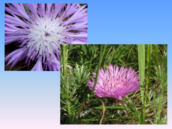 Презентация Проект «Животные и растения Кировской