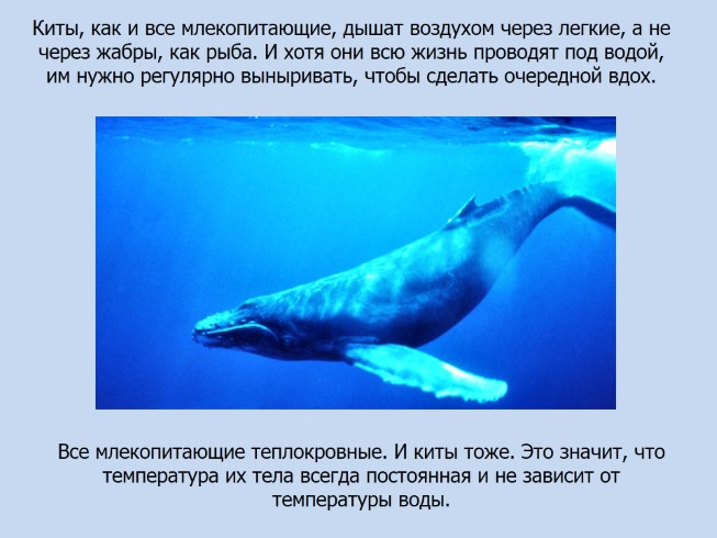 Презентация - Киты